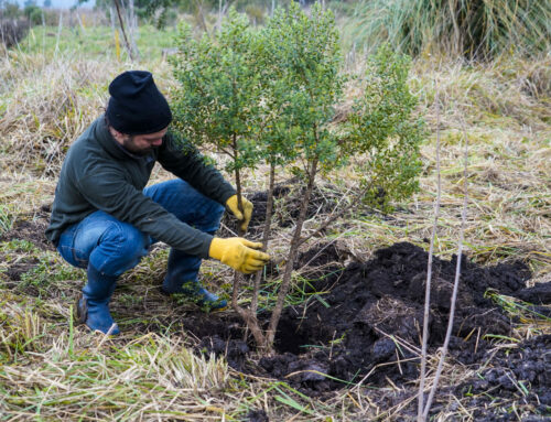 Formación en Sistemas Agroforestales Agroecológicos Sucesionales – Presencial