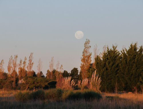 Retiro de Ecología Sensible, edición Gaia